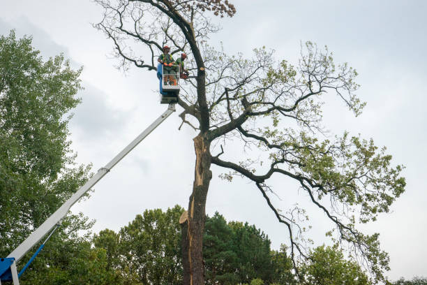 Best Seasonal Cleanup (Spring/Fall)  in Burtonsville, MD