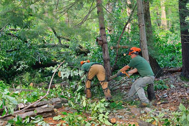 Burtonsville, MD Tree Removal Company