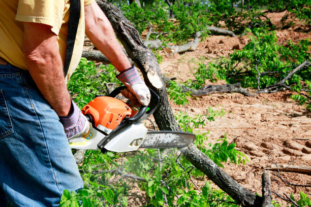 Best Commercial Tree Services  in Burtonsville, MD